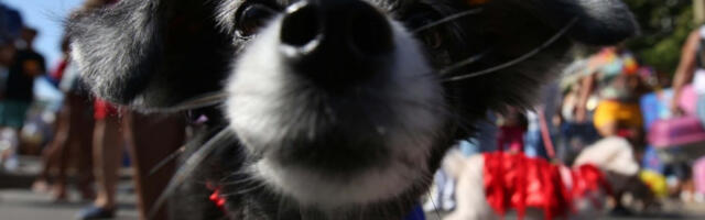 Пси машу репом уз самбу, власници протествују против окрутности