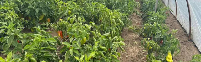 Ove poljoprivredne kulture donose ogromne pare u Srbiji: Novac samo kaplje, a ulaganja su minimalna