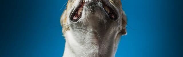 Šta se desi kada neko žedno pije vodu, a čivava pokušava da spava: TikTok video nasmejao internet