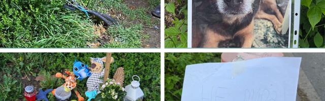 Cveće i poruke za kucu Džekija: Dotakao gole žice pored dečjeg igrališta na Novom Beogradu i stradao!