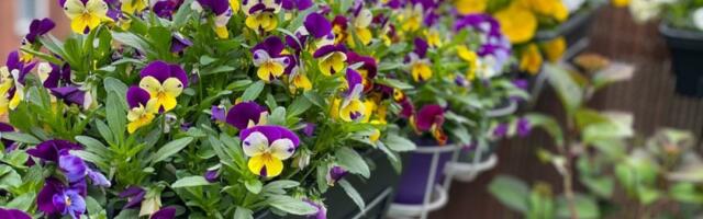 4 prelepa cveta posadite u aprilu: Lako se održavaju, a raskošno cvetaju do kasne jeseni (FOTO)