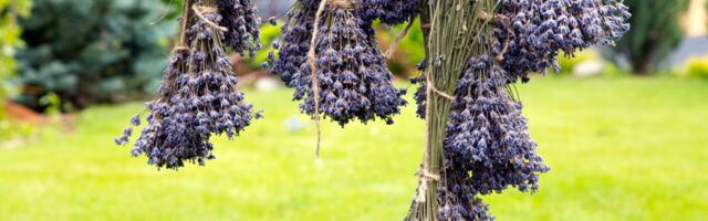 Miriše na leto i smiruje kao malo šta drugo: Ovako se suši lavanda da bi trajala godinama