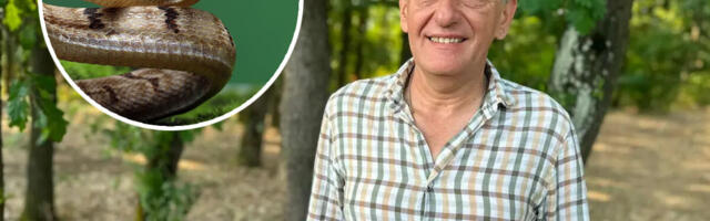 Šta uraditi ako vam zmija uđe u dvorište? Zmijolovac Dejan dao jasan odgovor i upozorio na grešku koju mnogi prave