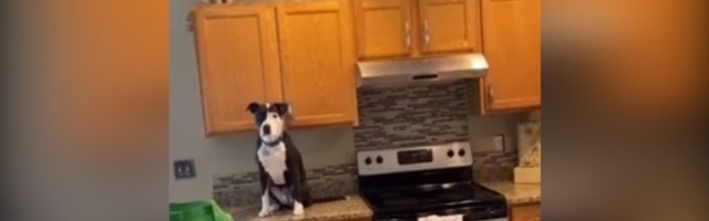 Pitbul se ponaša kao mačka: Sve po kući kao ona (VIDEO)