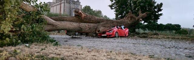 Iz korena iščupano drvo palo na auto i prepolovilo ga (FOTO)