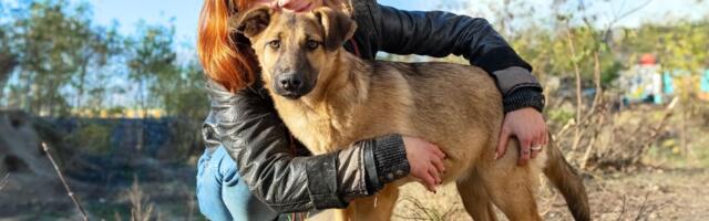 Prvi dani sa PSOM IZ AZILA: Koji su NORMALNI problemi prilagođavanja u domu, a koji ukazuju da mu treba POMOĆ