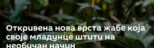 Откривена нова врста жабе која своје младунце штити на необичан начин