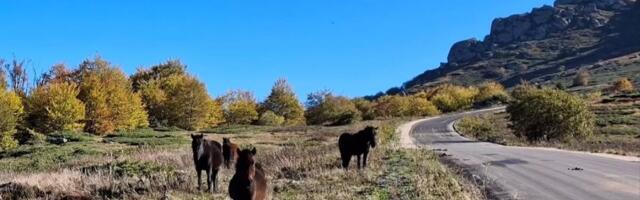 Kao da ste u Švajcarskoj: Prelepi pogledi sa srpske planine izazivaju posebno oduševljenje