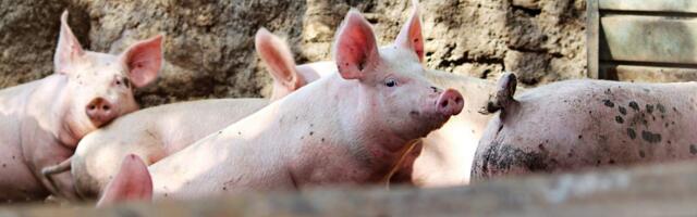 Ne postoji specifična terapija protiv afričke kuge svinja