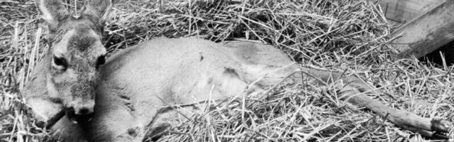 Uginula srna iz Zoo Kutka posle 18 dana borbe lekara i volontera za njen život