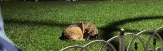 ODSEKLI PSU GLAVU I OSTAVILI JE U PARKU! Horor u Beogradu