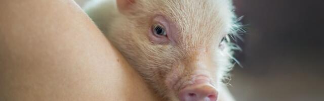 Aca uživa u zagrljaju svog vlasnika i mami osmehe narodu: "Puno voli ljude, ali ume aljkav da bude"