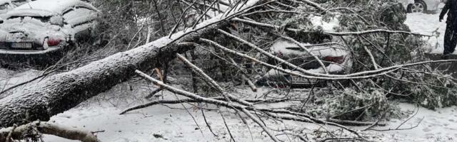 Ogromno drvo napravilo haos kod Bajine Bašte! Slika kao iz filma: Drvo preprečilo put, saobraćaj obustavljen