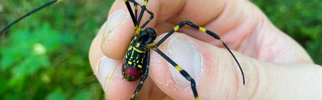 INVAZIJA! Pauci zastrašujućeg izgleda šire se Amerikom: Veliki su kao ljudska šaka, mogu da lete i otrovni su