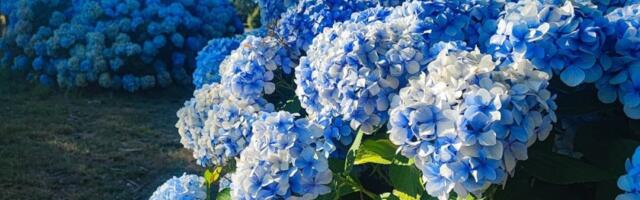 Trik za najlepše hortenzije: 1 kuhinjski sastojak im menja boju začas - bujaće kao iz vode