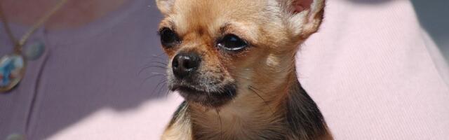 Čivave dele DNK sa vukovima