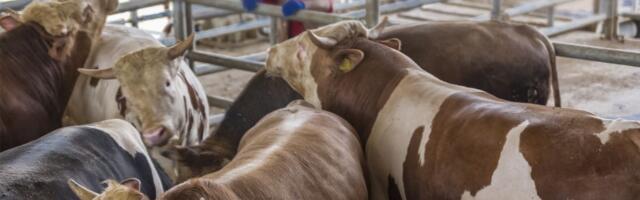 SKANDAL U KLANICI Radnici tuku krave palicama, bodu noževima i zabavljaju se: Snimci obišli svet, grozota!