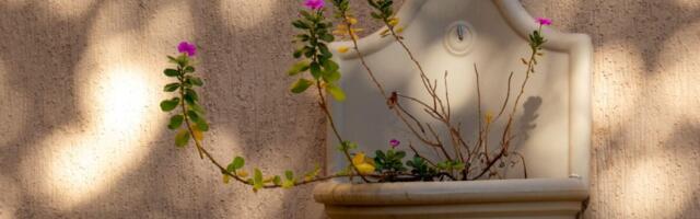 Prelivaće iz saksije do oktobra: Da bi vam vinka bila najveći ponos dvorišta ili terase, ovo je sve što treba da znate