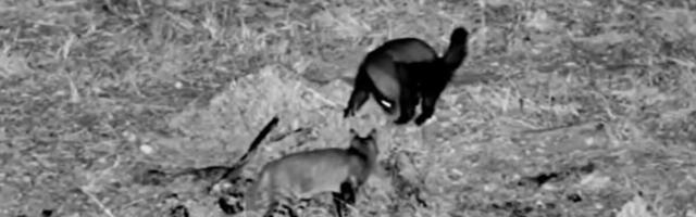 Šta se desi kad afrička zver fiksira najluđeg psihopatu u divljini – PAKLENI OBRAČUN KOJI JE ZALUDEO INTERNET VIDEO