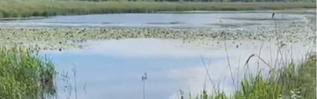 "Stanovnici leve obale Dunava brane prirodni dragulj" (VIDEO)