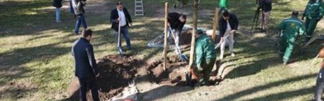 OZELENjAVANjE BEOGRADA: Završena sadnja više od 11 hiljada mladica