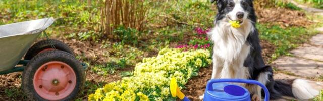 Genijalan trik baštovana: Rešite se korova za manje od 24 sata i to pomoću samo 2 SASTOJKA