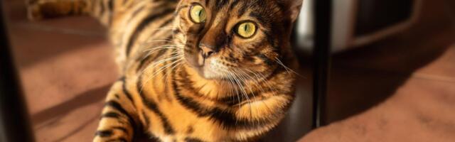 ŽENA SLUČAJNO POSLALA MAČKU POŠTOM: Životinju spasila radnica iz pekare, nesvakidašnji slučaj u Nemačkoj