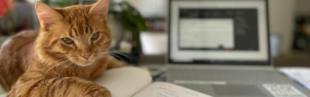 Da li bi vašem radnom mestu prijao jedan Mjaurisio? Ulični mačak postao direktor za sreću u meksičkoj firmi