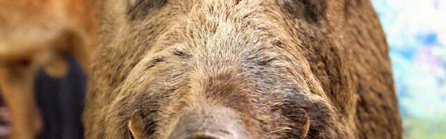 Nesvakidašnja scena iz Rima: Divlje svinje odlučile da odigraju partiju fudbala