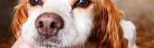 Gorka sudbina epanjel bretonke iz Pančeva: Ostavljena u azilu, neprestano traži miris onih koji su je ostavili