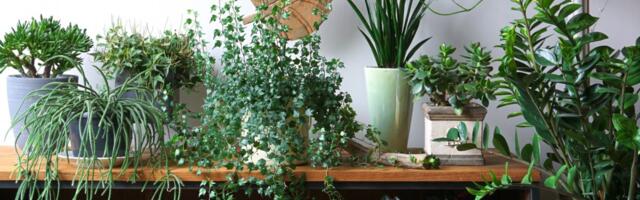 Ovih 5 biljaka hladi stan bolje nego klima: Uspevaju i onima koji zaboravljaju da ih zaliju