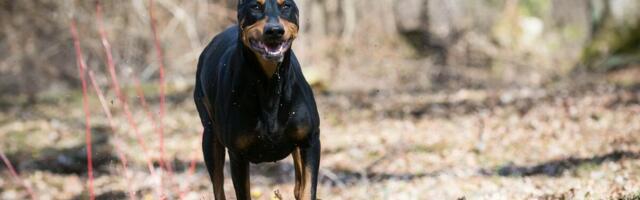 Ženu izujedali dobermani nasred ulice: Horor kod Beograda, ima ujede po stomaku, rukama, kukovima i nogama!