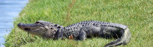 Ako vam ikad aligator zaluta u dvorište, možda da probate ovako da ga se rešite