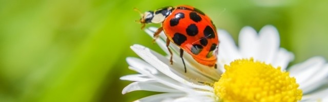 Među njima su POTKOVICA, BUBAMARA, BELI LUK... a evo šta o njima morate da ZNATE!