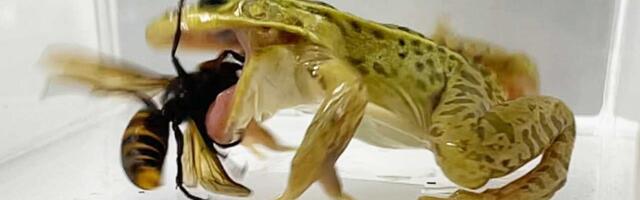 Žaba koja jede stršljene pokazuje izuzetnu otpornost na otrov