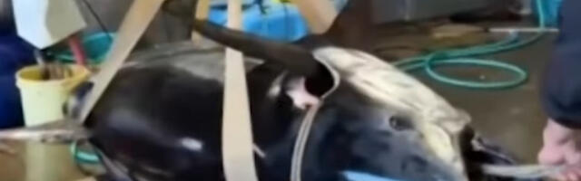 Restoran platio 2,7 miliona evra za jednu ribu: Jela od nje biće po normalnim cenama