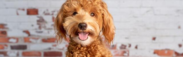 Policajac spasio i udomio psa sa aerodroma: Vlasnica ga vezala za šalter za čekiranje i otišla