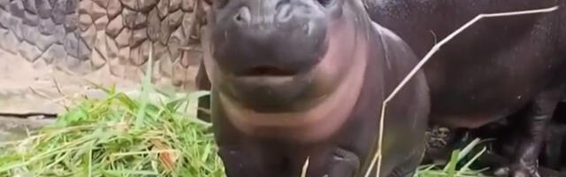 Uljez upao kod čuvenog nilskog konja: Snimljen muškarac sa crnom kapom kako prilazi Mu Deng (VIDEO)