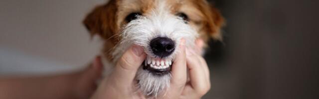 Drevni DNK pokazao nešto neočekivano: Psi su živeli s ljudima mnogo ranije nego što se mislilo