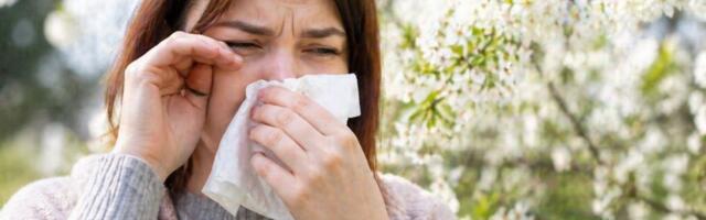 Sezona polena u Srbiji dostiže vrhunac, alergije sve jače: Koji su saveti stručnjaka?