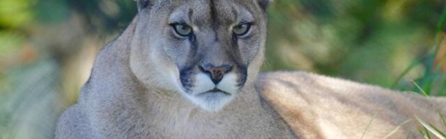 Uhvaćena puma koja je proteklih dana primećena na severu Poljske