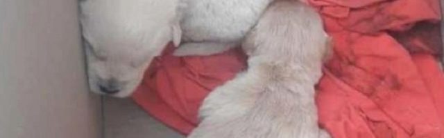 Dva kučeta bačena na ulicu da umru spasili Iva i Nemanja: Braću udomili vlasnici koji se nisu poznavali, a onda je igra sudbine umešala prste (FOTO)