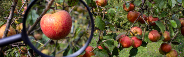 Ekonomija siromaštva: Gde su politike za razvoj poljoprivrede BiH