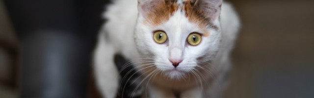 Šta znači kad mačka dođe na vrata i ne želi da ode