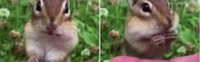 Veverica prvi put probala badem, raznežićete se (VIDEO)
