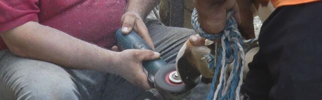 Bata Piroćanac je kozmetičar za krave! Kad „udari“ pedikir za Cvetulju i Šarulju nema zime: Spasava stoku od velikog bola