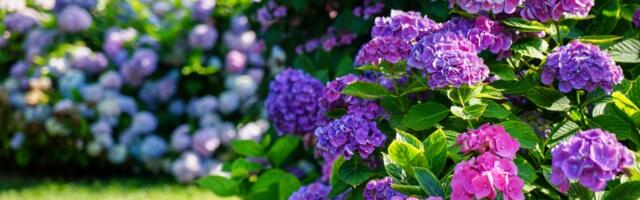 Da bi vam hortenzije bile bujnije nego ikada, uradite jednu stvar u februaru