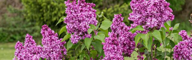 Rusi upozoreni da NE BERU jorgovane na javnim površinama: Stvar je vrlo ozbiljna!