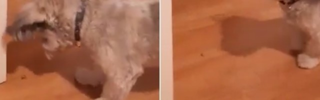 I kućni ljubimci moraju se vakcinisati protiv korone - spremite novčanike!