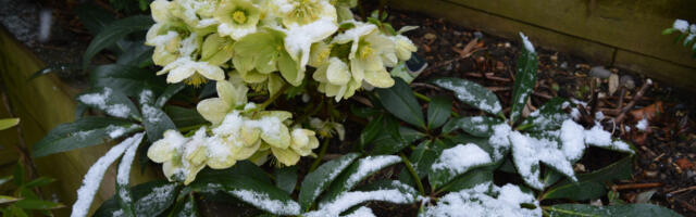 Čarolija zimske bašte: izdržljive biljke koje sjaje u hladnim mesecima
